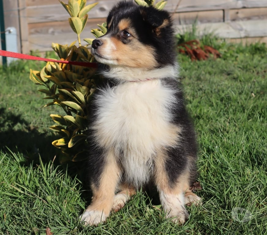 Vente Saône-et-Loire Ceron - 71110 - Photos Vivastreet Chiots Berger Australien disponibles !