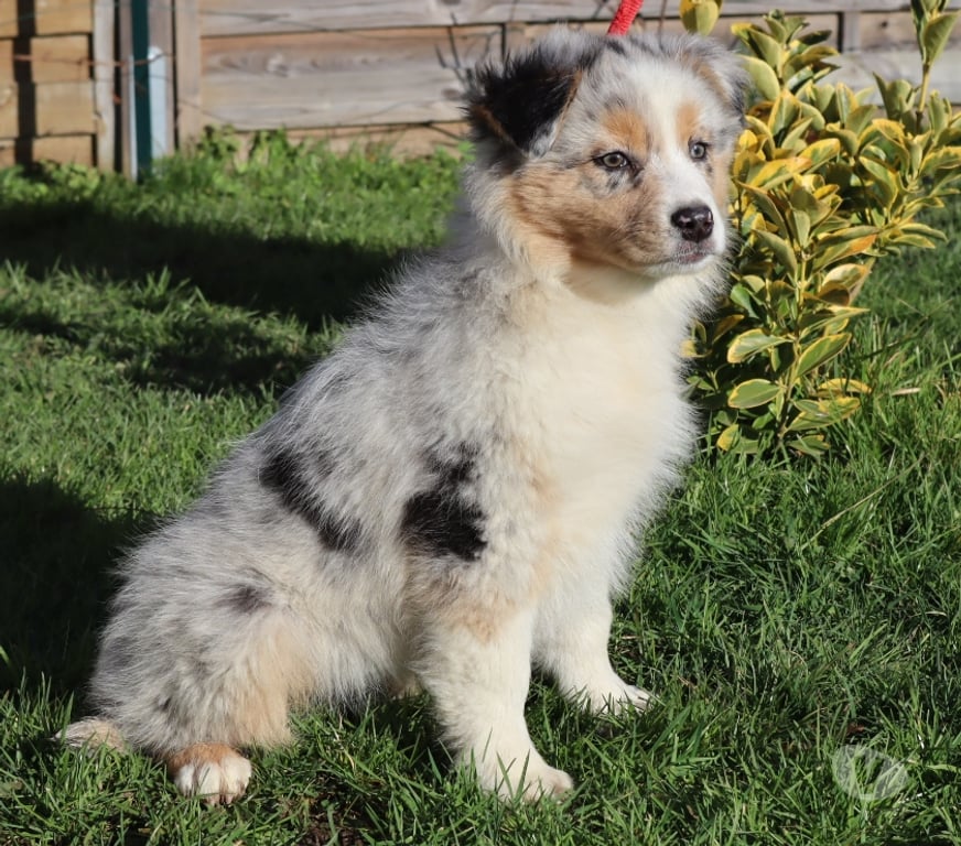 Vente Saône-et-Loire Ceron - 71110 - Photos Vivastreet Chiots Berger Australien disponibles !