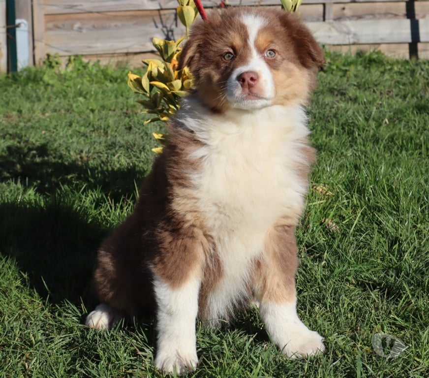 Vente Saône-et-Loire Ceron - 71110 - Photos Vivastreet Chiots Berger Australien disponibles !
