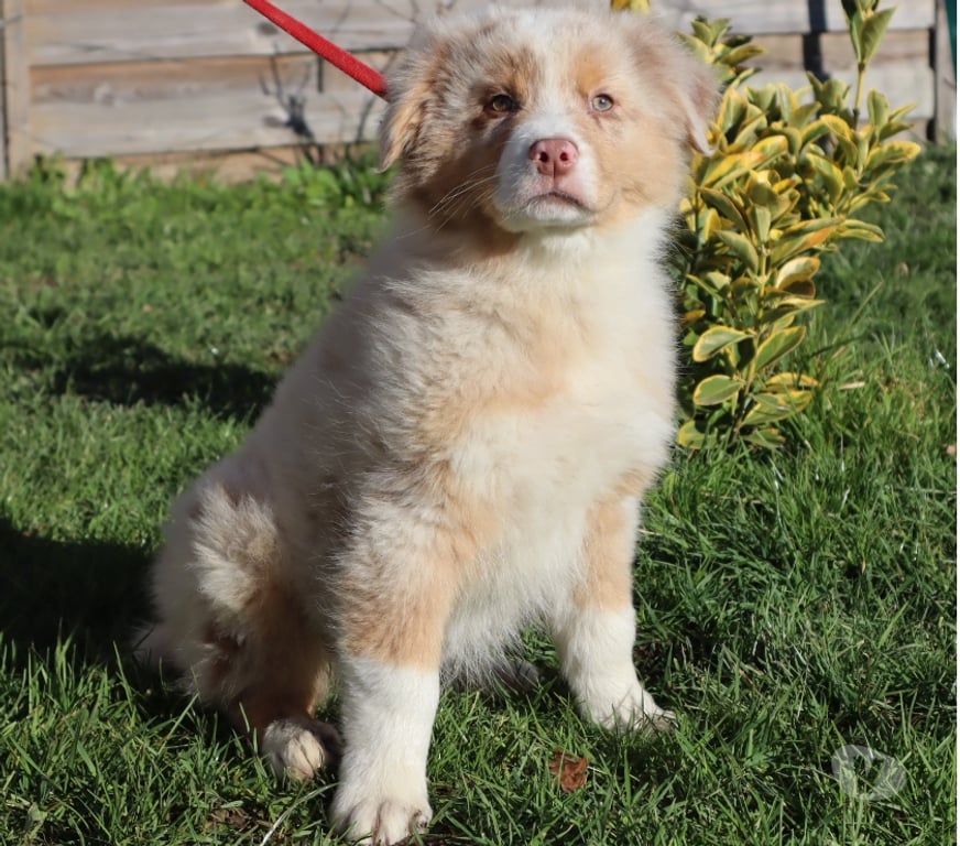 Vente Saône-et-Loire Ceron - 71110 - Photos Vivastreet Chiots Berger Australien disponibles !
