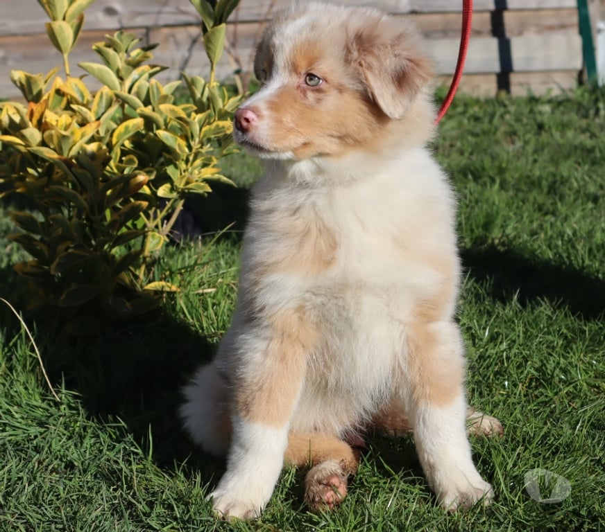 Vente Saône-et-Loire Ceron - 71110 - Photos Vivastreet Chiots Berger Australien disponibles !
