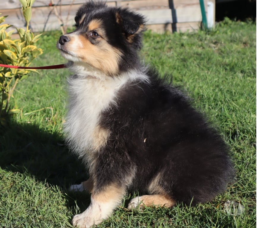 Vente Saône-et-Loire Ceron - 71110 - Photos Vivastreet Chiots Berger Australien disponibles !