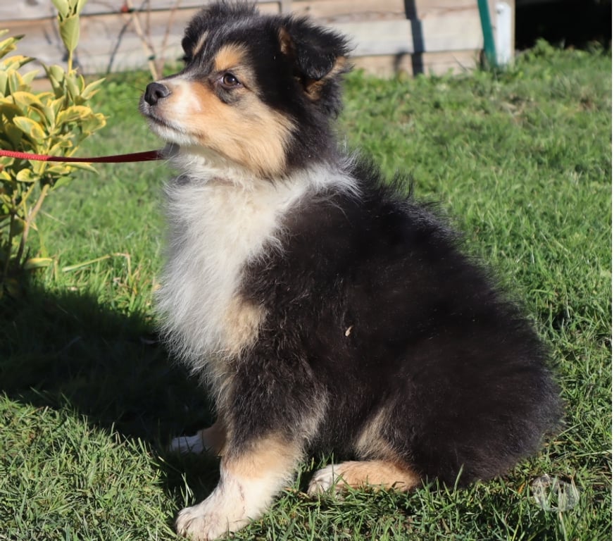 Vente Saône-et-Loire Ceron - 71110 - Photos Vivastreet Chiots Berger Australien disponibles !