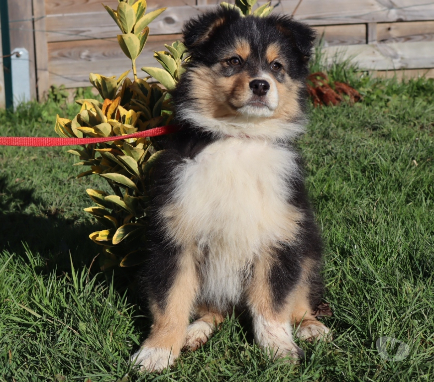 Vente Saône-et-Loire Ceron - 71110 - Photos Vivastreet Chiots Berger Australien disponibles !