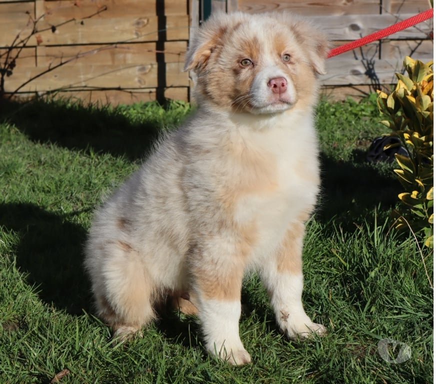 Vente Saône-et-Loire Ceron - 71110 - Photos Vivastreet Chiots Berger Australien disponibles !