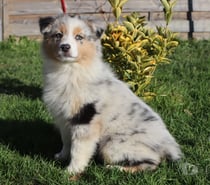 Chiots Berger Australien disponibles !