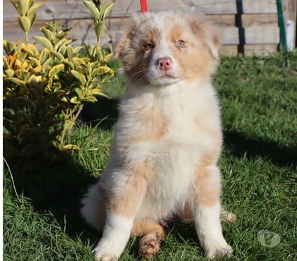 Vente animaux Ceron Saône-et-Loire - Photos Vivastreet Chiots Berger Australien disponibles !