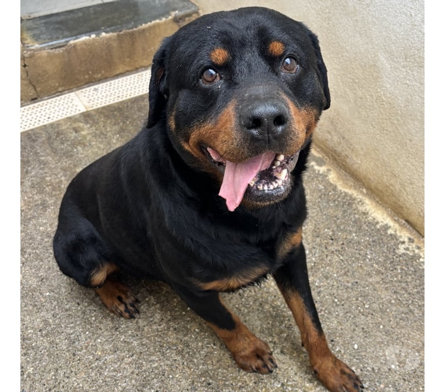 Don animaux Hérault Beziers - 34500 - Photos Vivastreet BACCHUS, chien type rottweiler, 3 ans non lof
