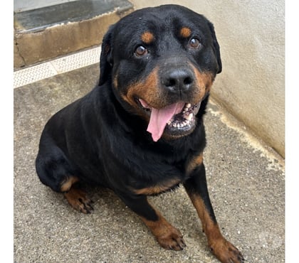 Don animaux Beziers Hérault - Photos Vivastreet BACCHUS, chien type rottweiler, 3 ans non lof