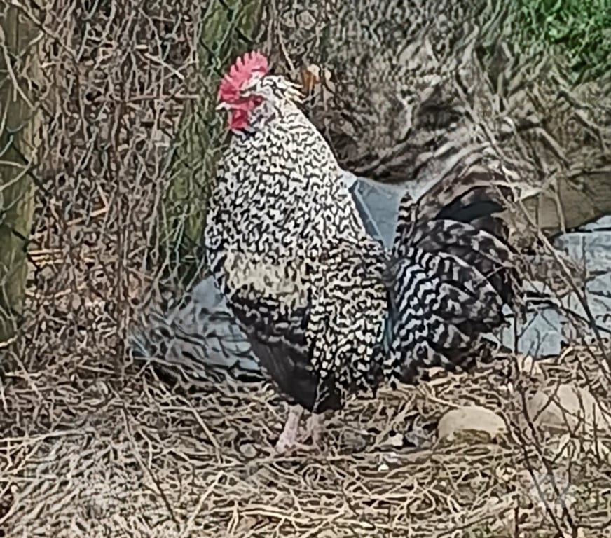 Don animaux Ain Relevant - 01990 - Photos Vivastreet don coqs nains âgés de 6 mois