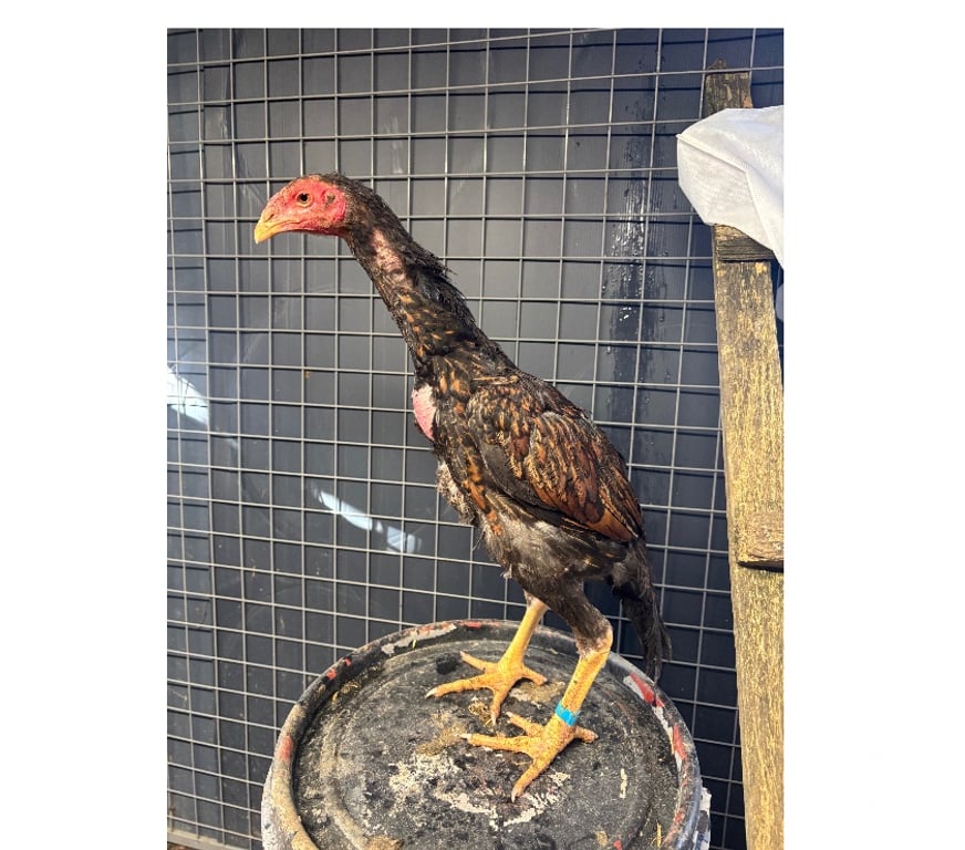 Vente Eure-et-Loir Orgeres en Beauce - 28140 - Photos Vivastreet Coq oshamo pur japonais