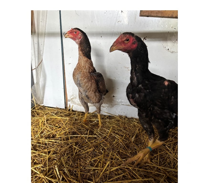 Vente Eure-et-Loir Orgeres en Beauce - 28140 - Photos Vivastreet Coq oshamo pur japonais