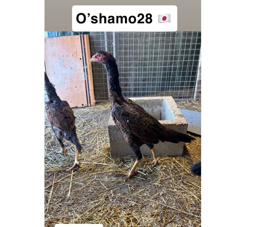 Vente Eure-et-Loir Orgeres en Beauce - 28140 - Photos Vivastreet Coq oshamo pur japonais