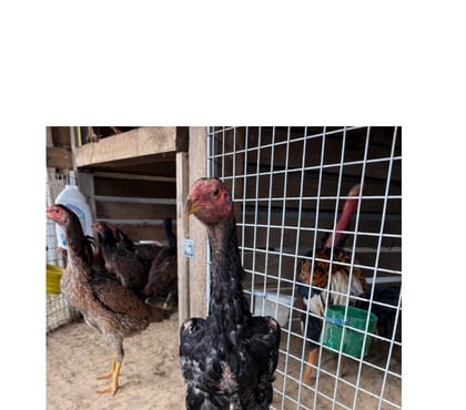 Vente animaux Orgeres en Beauce Eure-et-Loir - Photos Vivastreet Coq oshamo pur japonais
