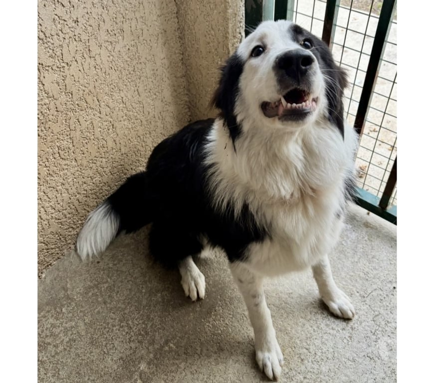 Don animaux Hérault Beziers - 34500 - Photos Vivastreet BRIGITTE, chienne type border collie, 1 an non lof