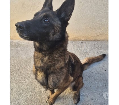 Don animaux Beziers Hérault - Photos Vivastreet BELLA, chien type malinoise 10 ans SAUVETAGE