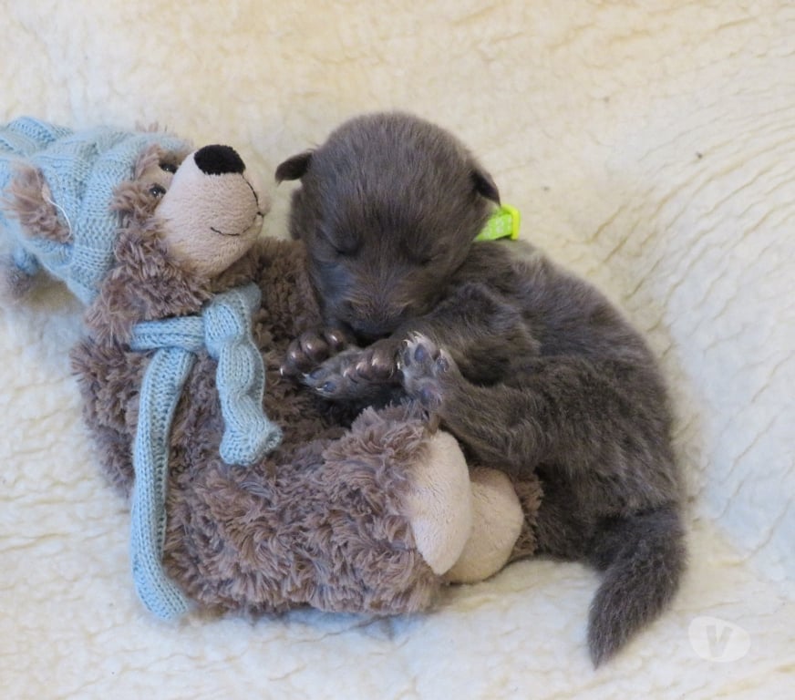 Vente Haut-Rhin Rimbach pres Masevaux - 68290 - Photos Vivastreet Chiens-loups-mix