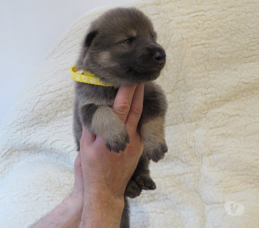 Vente Haut-Rhin Rimbach pres Masevaux - 68290 - Photos Vivastreet Chiens-loups-mix