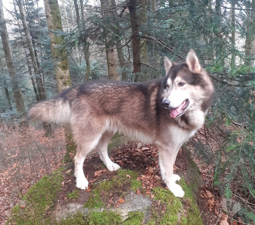 Vente Haut-Rhin Rimbach pres Masevaux - 68290 - Photos Vivastreet Chiens-loups-mix