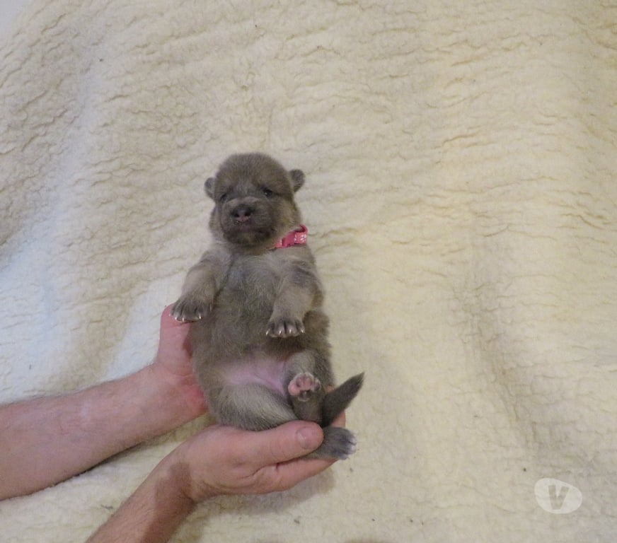 Vente Haut-Rhin Rimbach pres Masevaux - 68290 - Photos Vivastreet Chiens-loups-mix