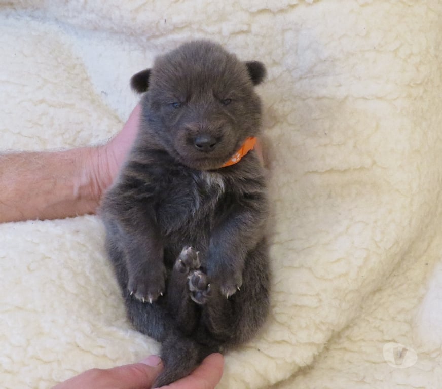 Vente Haut-Rhin Rimbach pres Masevaux - 68290 - Photos Vivastreet Chiens-loups-mix