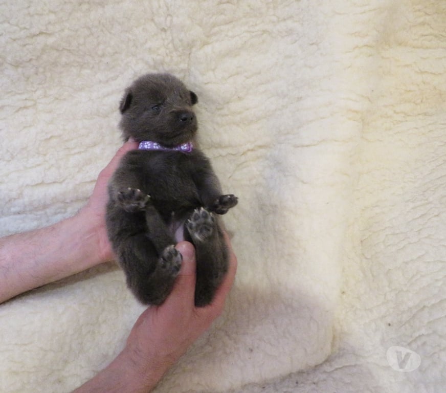 Vente Haut-Rhin Rimbach pres Masevaux - 68290 - Photos Vivastreet Chiens-loups-mix