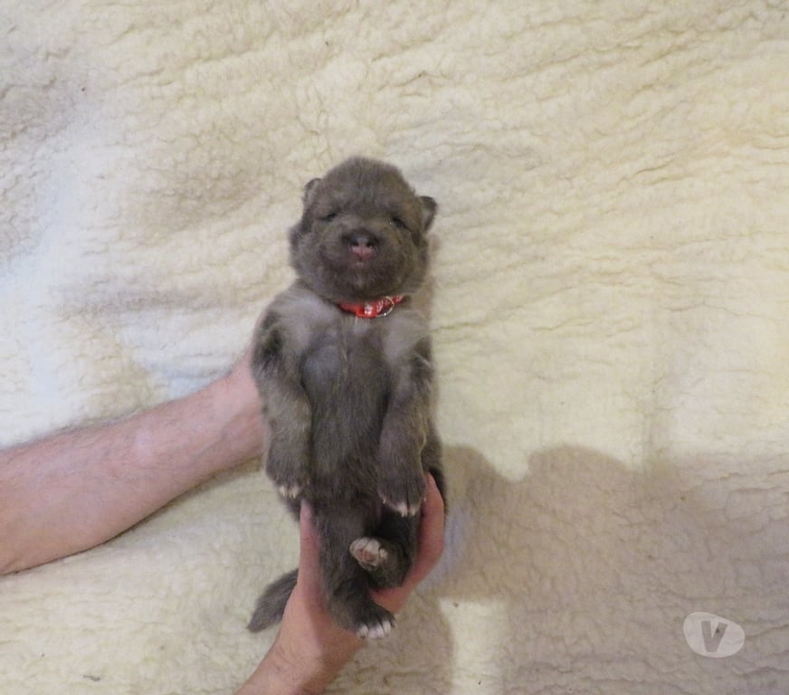 Vente Haut-Rhin Rimbach pres Masevaux - 68290 - Photos Vivastreet Chiens-loups-mix