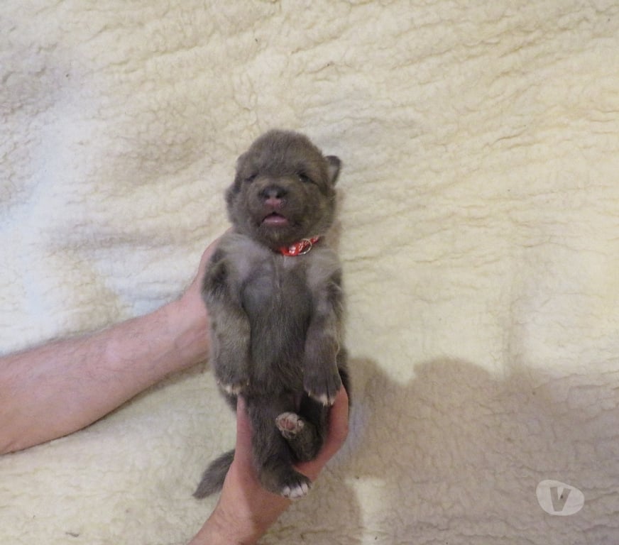 Vente Haut-Rhin Rimbach pres Masevaux - 68290 - Photos Vivastreet Chiens-loups-mix