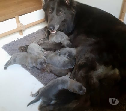 Photos Vivastreet Chiens-loups-mix