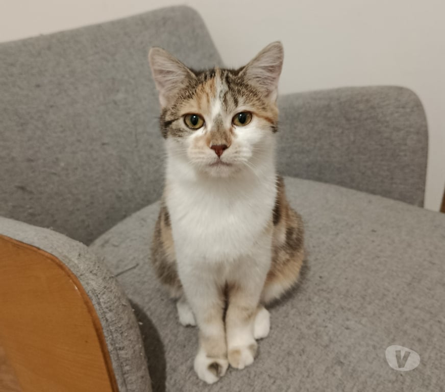 Don animaux Rhône Lyon - Photos Vivastreet ALITA, chatonne câline et douce