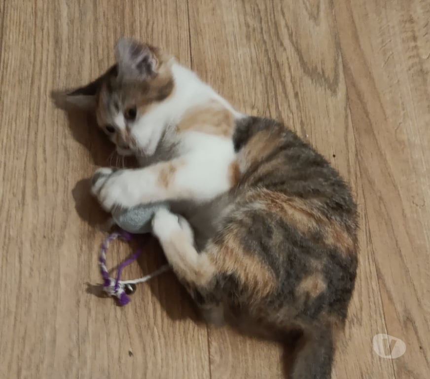 Don animaux Rhône Lyon - Photos Vivastreet ALITA, chatonne câline et douce