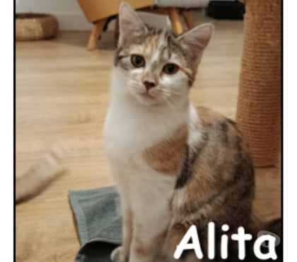 Adoption animaux Lyon Lyon - Photos Vivastreet ALITA, chatonne câline et douce