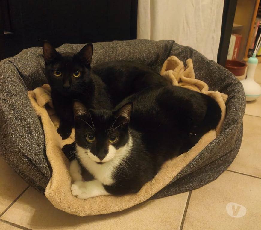 Don animaux Rhône Lyon - Photos Vivastreet ANTHEA, minette calme et câline