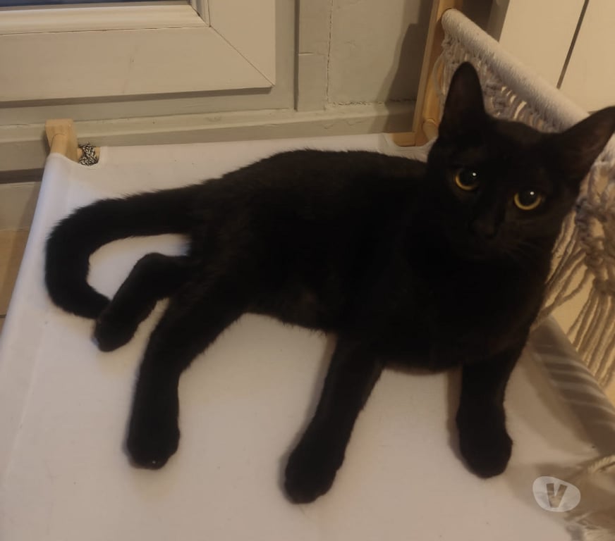 Don animaux Rhône Lyon - Photos Vivastreet ANTHEA, minette calme et câline