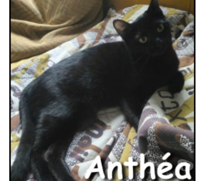Adoption animaux Lyon Lyon - Photos Vivastreet ANTHEA, minette calme et câline