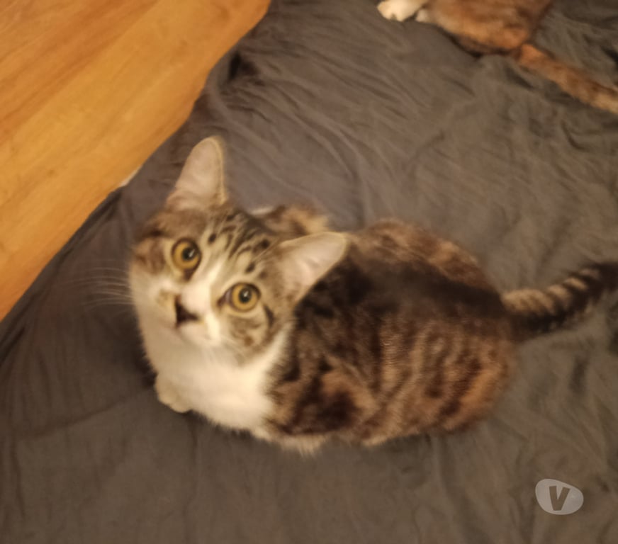 Don animaux Rhône Lyon - Photos Vivastreet ARNOLD, chaton câlin et joueur