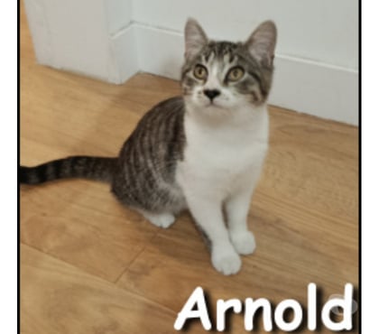 Don animaux Lyon Lyon - Photos Vivastreet ARNOLD, chaton câlin et joueur