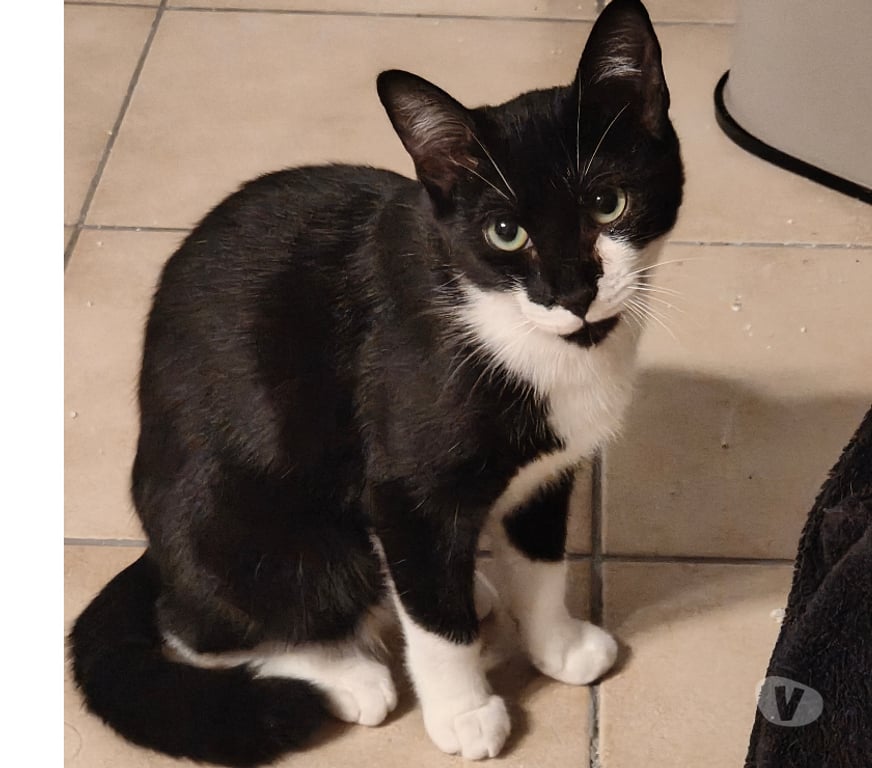 Don animaux Rhône Lyon - Photos Vivastreet ARIANE, minette joueuse et attendrissante