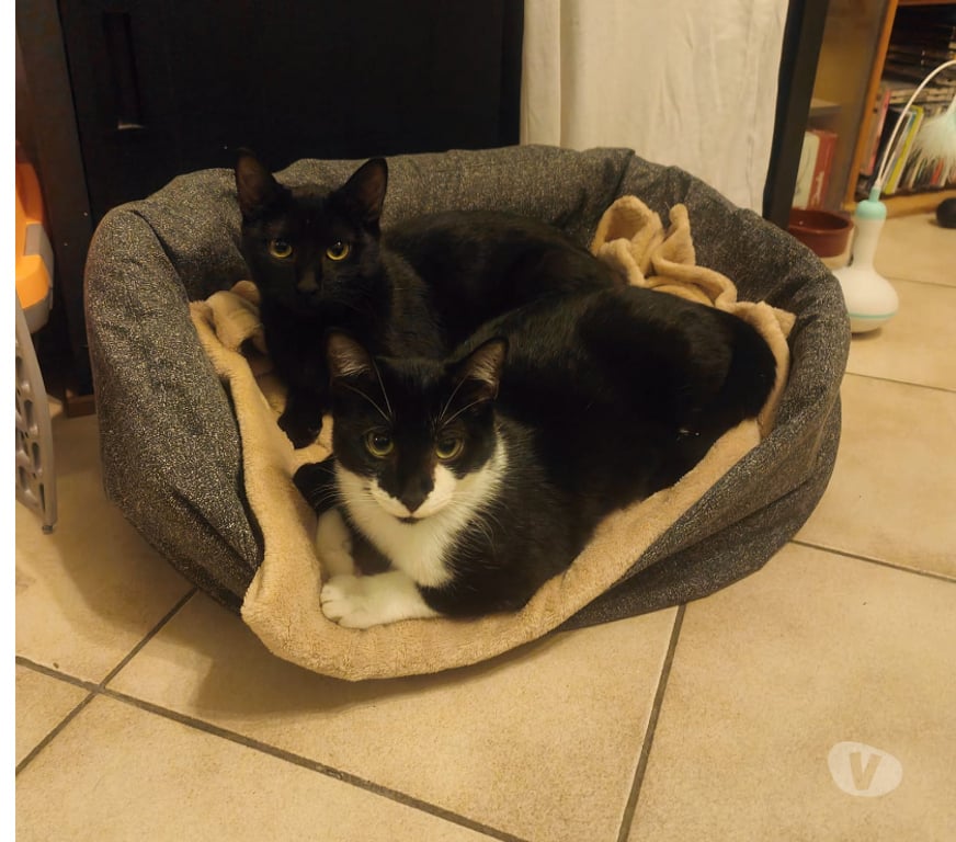 Don animaux Rhône Lyon - Photos Vivastreet ARIANE, minette joueuse et attendrissante