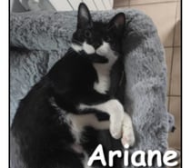 ARIANE, minette joueuse et attendrissante