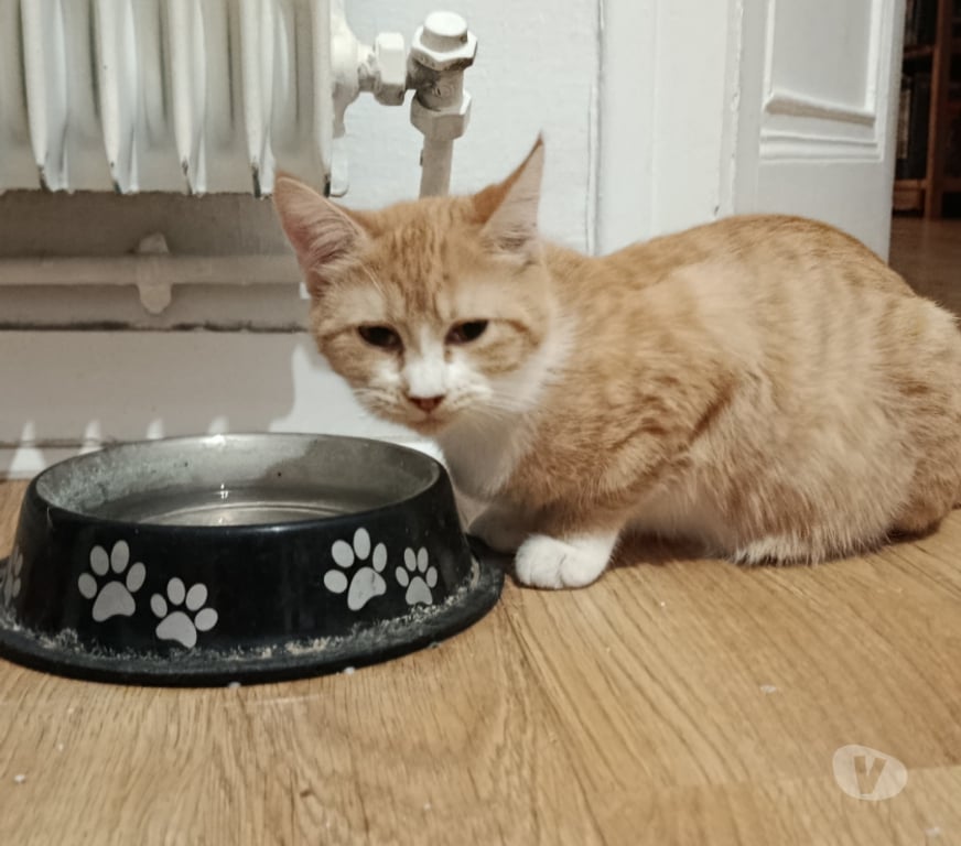 Don animaux Rhône Lyon - Photos Vivastreet ARTEMIS, chatonne joueuse