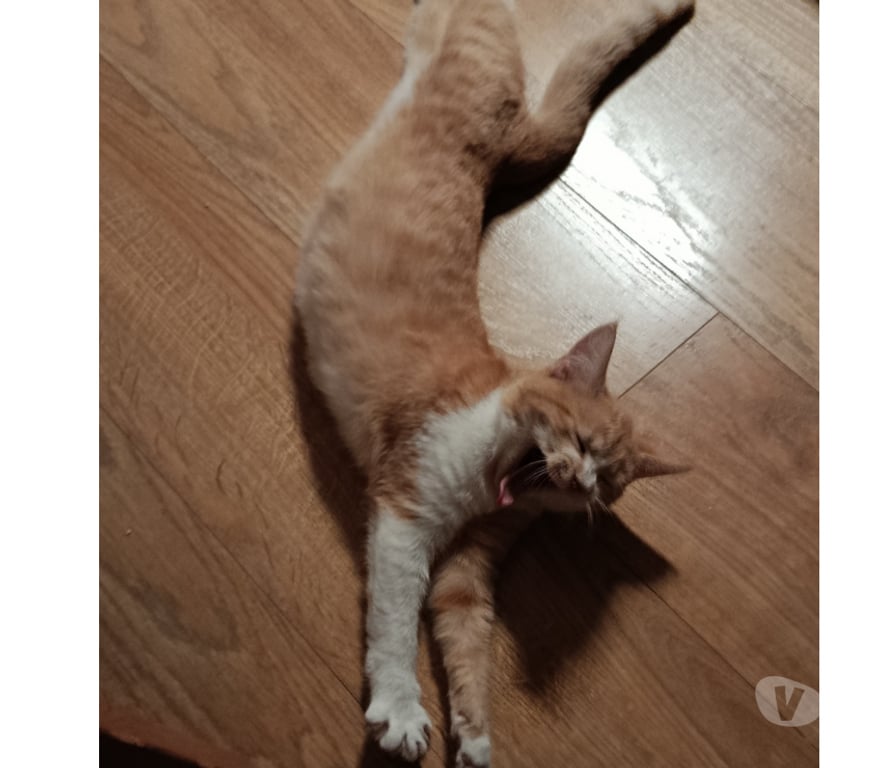 Don animaux Rhône Lyon - Photos Vivastreet ARTEMIS, chatonne joueuse