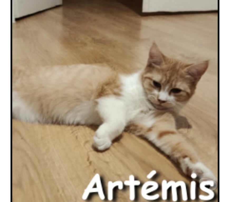 Don animaux Rhône Lyon - Photos Vivastreet ARTEMIS, chatonne joueuse