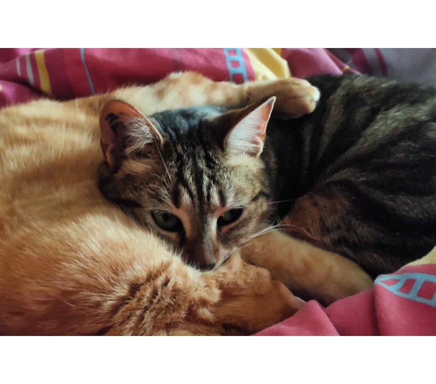 Don animaux Rhône Lyon - Photos Vivastreet GRISETTE, minette douce