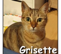 GRISETTE, minette douce