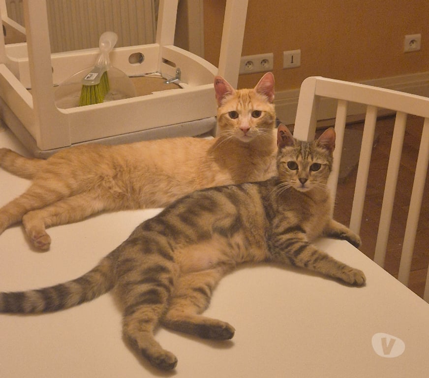 Don animaux Rhône Lyon - Photos Vivastreet NOUGAT, chat affectueux et curieux