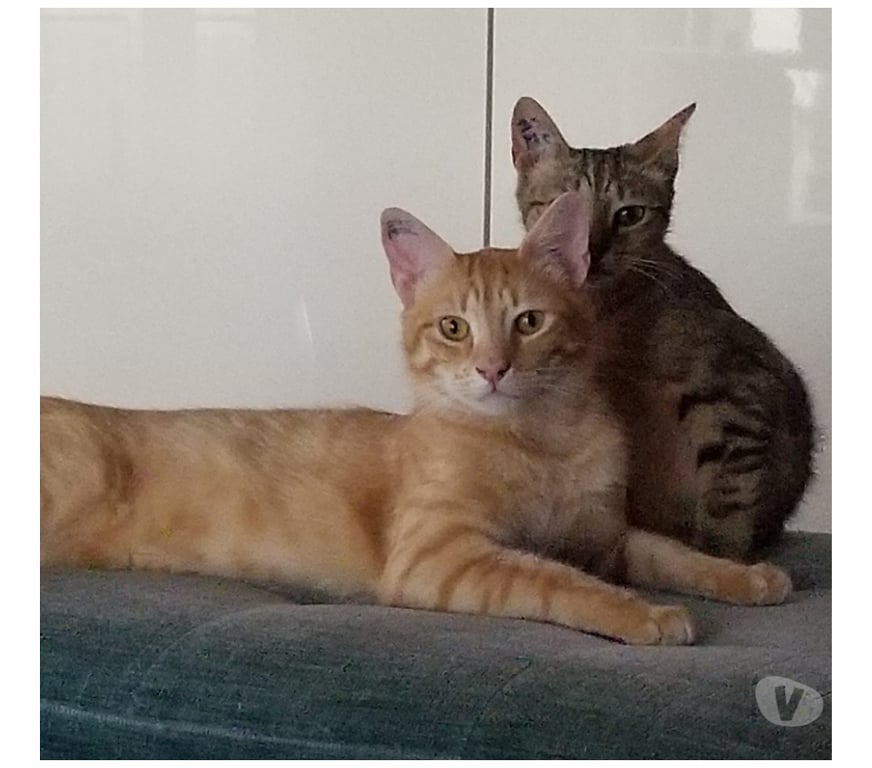 Don animaux Rhône Lyon - Photos Vivastreet NOUGAT, chat affectueux et curieux