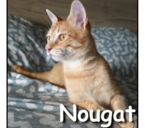 NOUGAT, chat affectueux et curieux