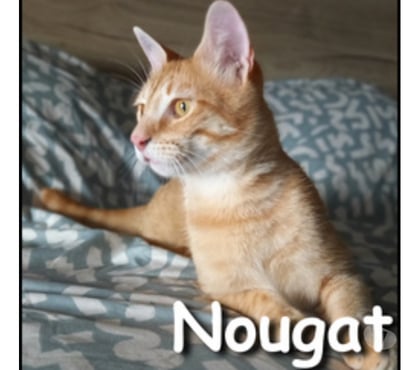Don animaux Lyon Lyon - Photos Vivastreet NOUGAT, chat affectueux et curieux