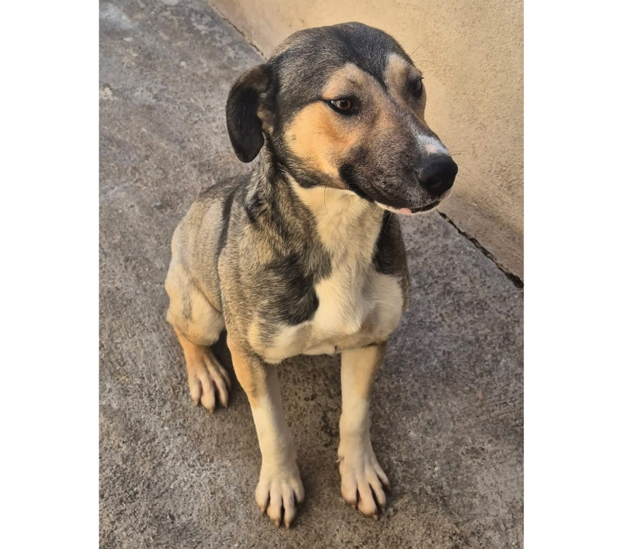 Don animaux Hérault Beziers - 34500 - Photos Vivastreet BIBI, chien croisé husky, 1 an non lof